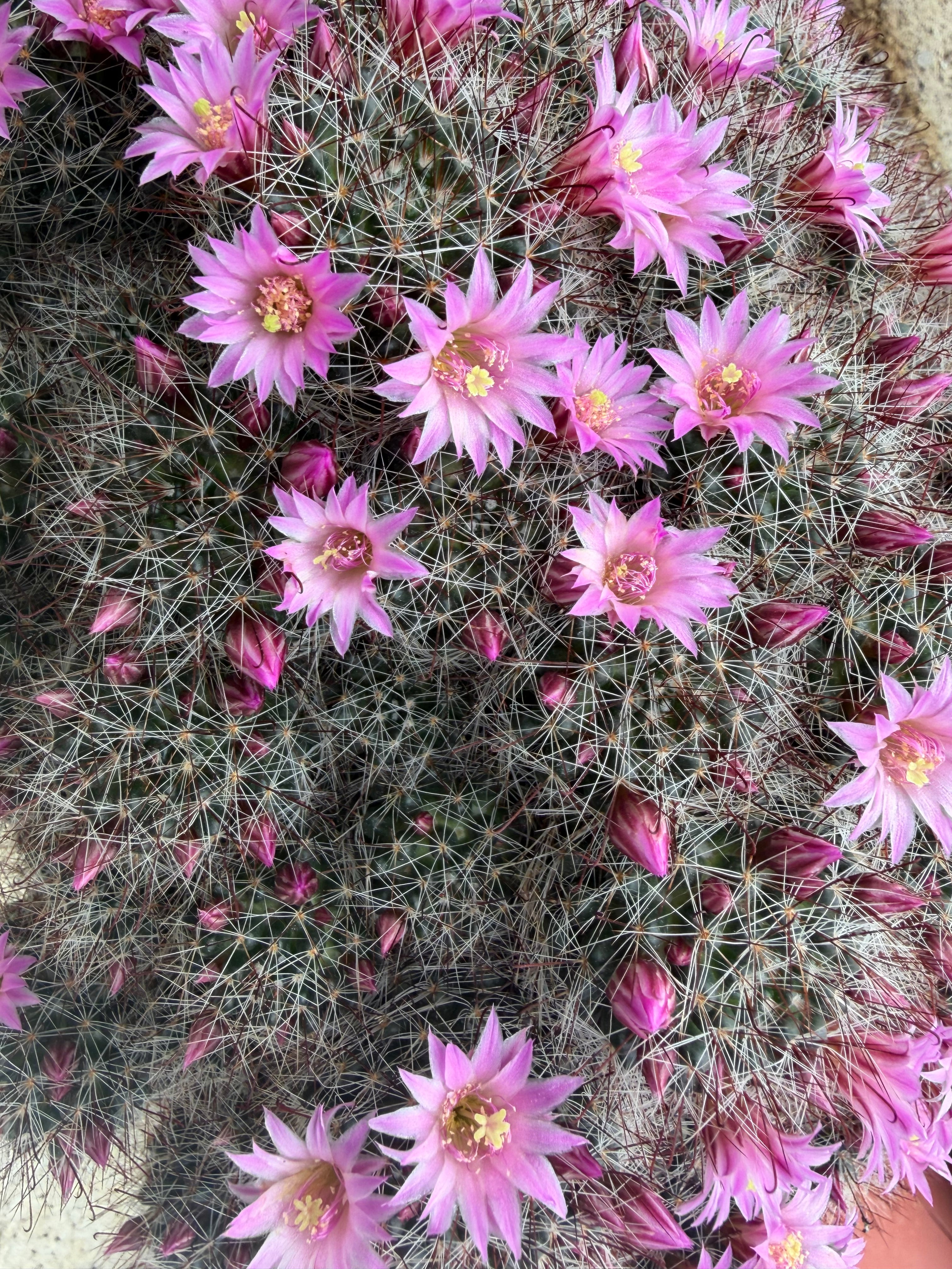 Desert Flowers